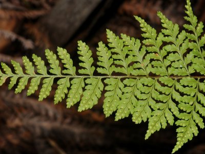 D. Glabra?