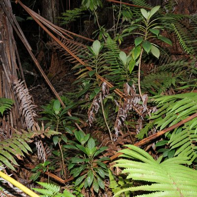 Cyrtandra Menziesii