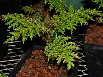 Cyanea Horrida