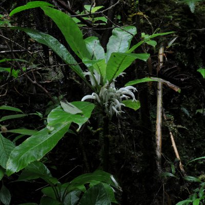 Cyanea Scabra