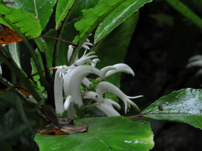 Cyanea Scabra Flowers