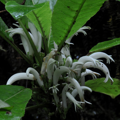 Cyanea Scabra Flowers