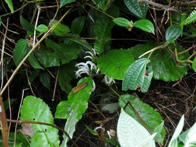 Cyanea Scabra