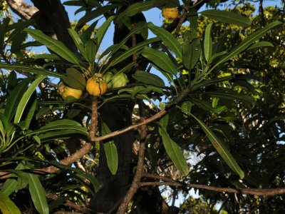 Clermontia Arborescens