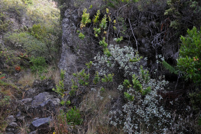 Gulch Foliage, Subalpine Scrub