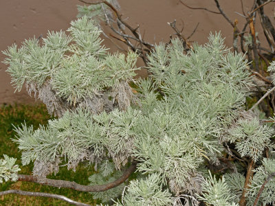 Artemisia Mauiensis
