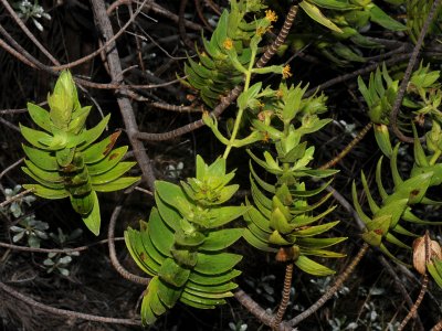 Dubautia Platyphylla