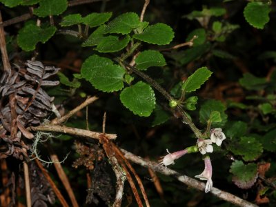 S. Rotundifolia