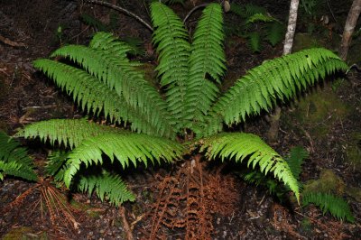 Dryopteris Subbipinnata?