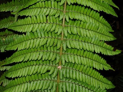 Dryopteris Subbipinnata?