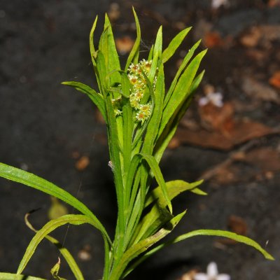 Tetramolopium Sp. 1 Flowers