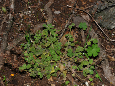 Plectranthus ('Ala 'Ala Wai Nui)