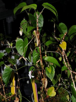 Viola Chamissoniana
