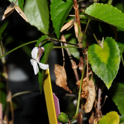Viola Chamissoniana