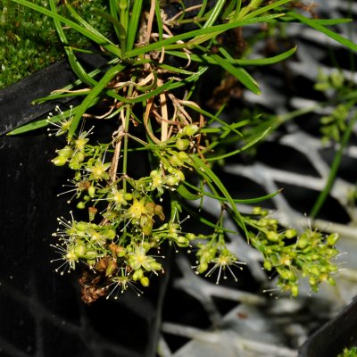 Schiedea Sp.