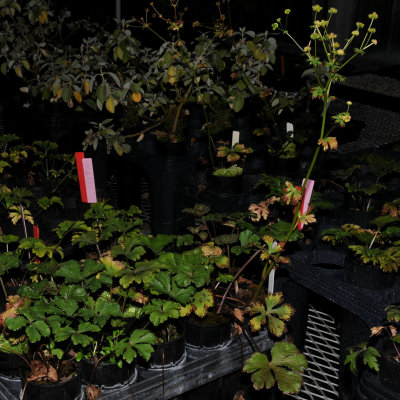 Sanicula Sandwicensis