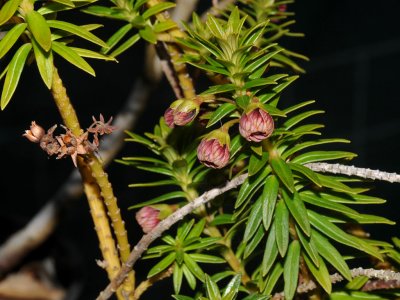 Kolokolo Kuahiwi (Lysimachia)