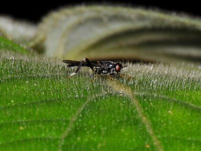 Robber Fly?
