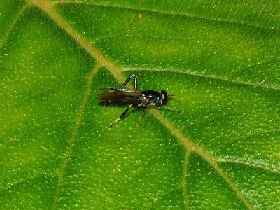 Robber Fly?
