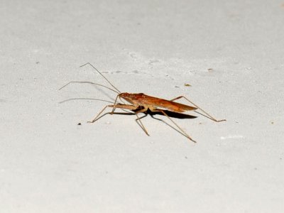 Large Bug