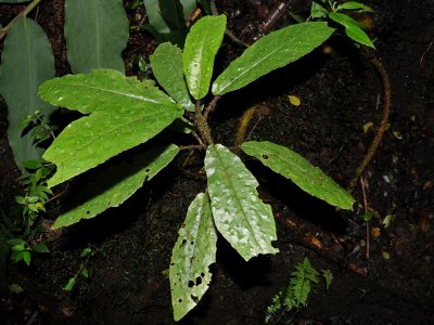 Pu'u Pili 'Aku