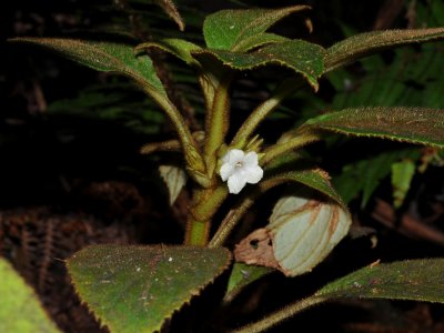 Saddle Cyrtandra