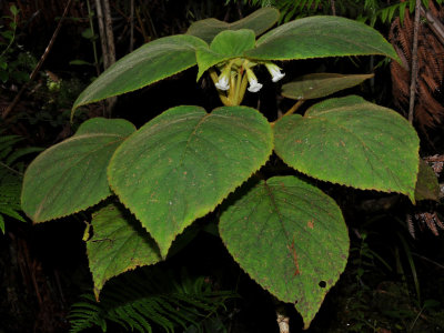 'Ilihia (Cyrtandra Platyphylla)