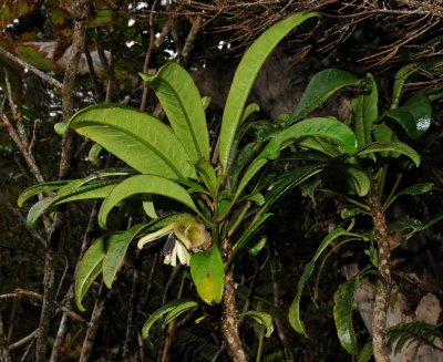 Clermontia Arborescens