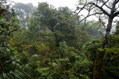 Transect 3, Upper Forest