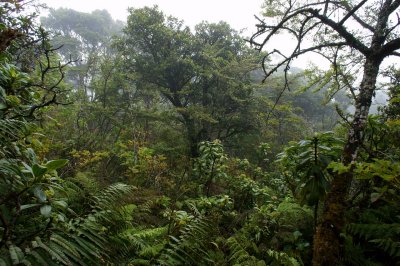 Transect 3, Upper Forest