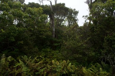 Transect 3, Upper Forest