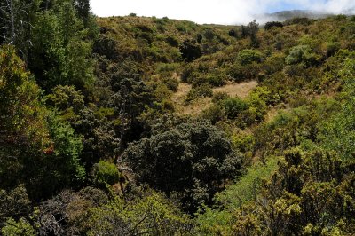 Upper Waikamoi Gulch