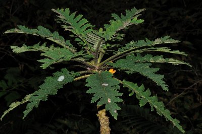 Cyanea Horrida