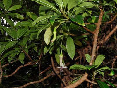 Clermontia Grandiflora