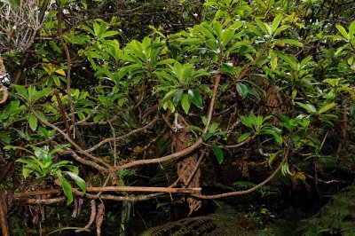 Clermontia Grandiflora