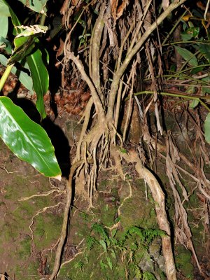 Makawao Cyrtandra Roots