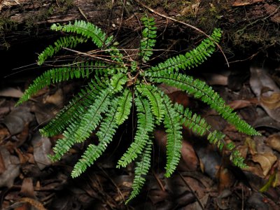 Asplenium sp.