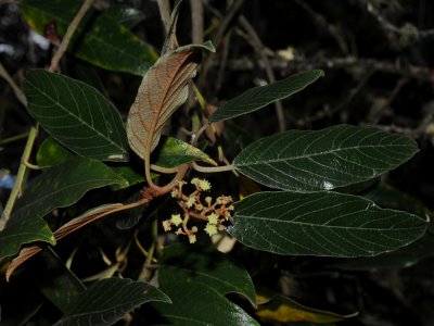 Rhamnaceae (Buckthorn Family) - Kauila, 'Anapanapa, etc