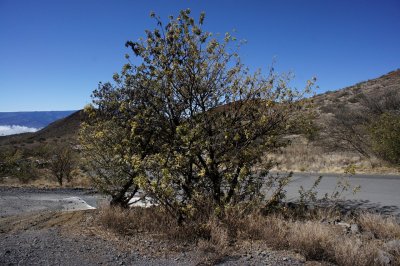 Drought Stressed