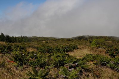 Waikamoi Shrubland