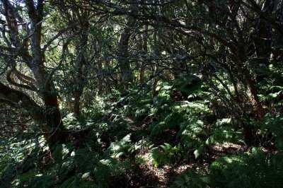 Forest Mazes