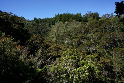 Waikamoi Gulch