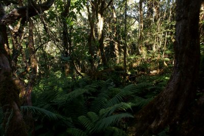 Ferny Understory