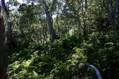 Ferny Understory