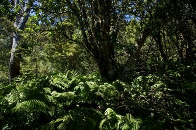 Ferny Understory