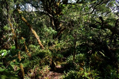 Upper Pi'ina'au Trail