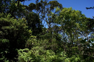 Upper Pi'ina'au Trail