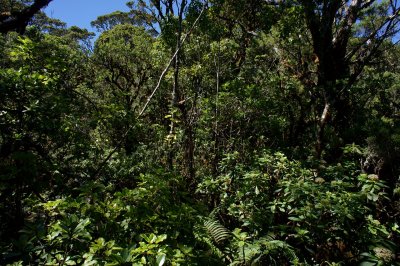 Upper Pi'ina'au Trail