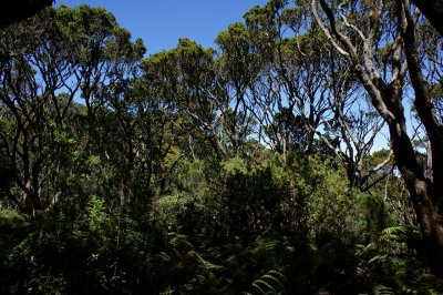 Upper Pi'ina'au Trail