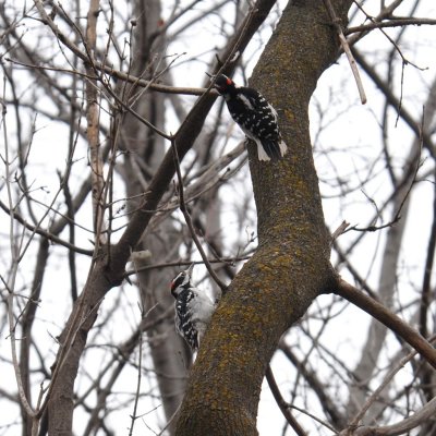 Woodpecker Standoff